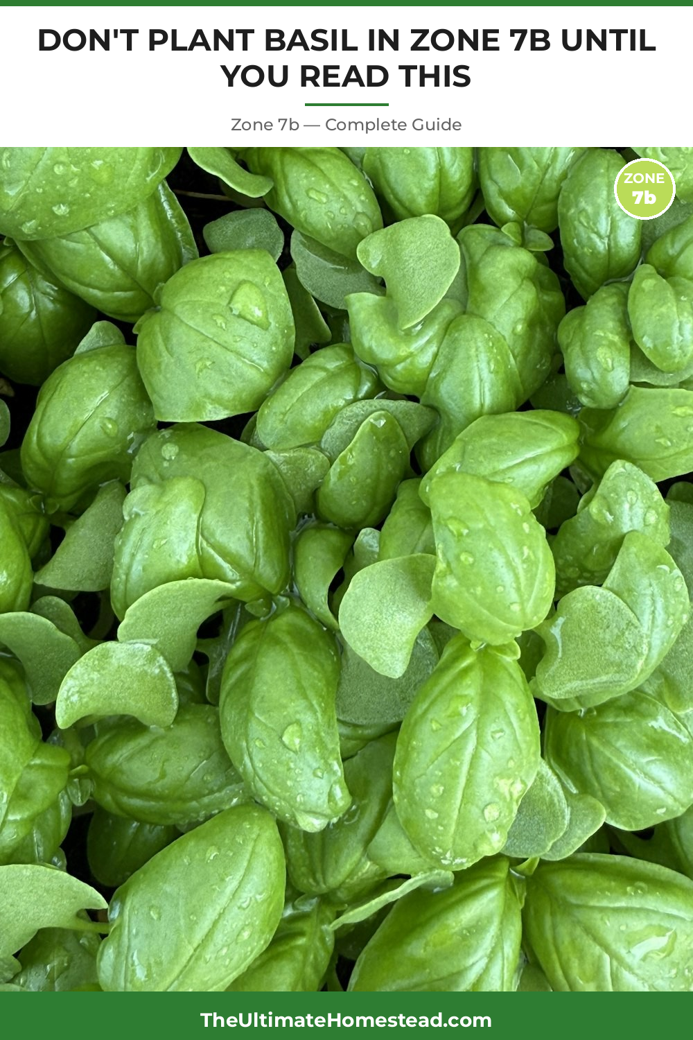 When to Plant Basil in Zone 7b