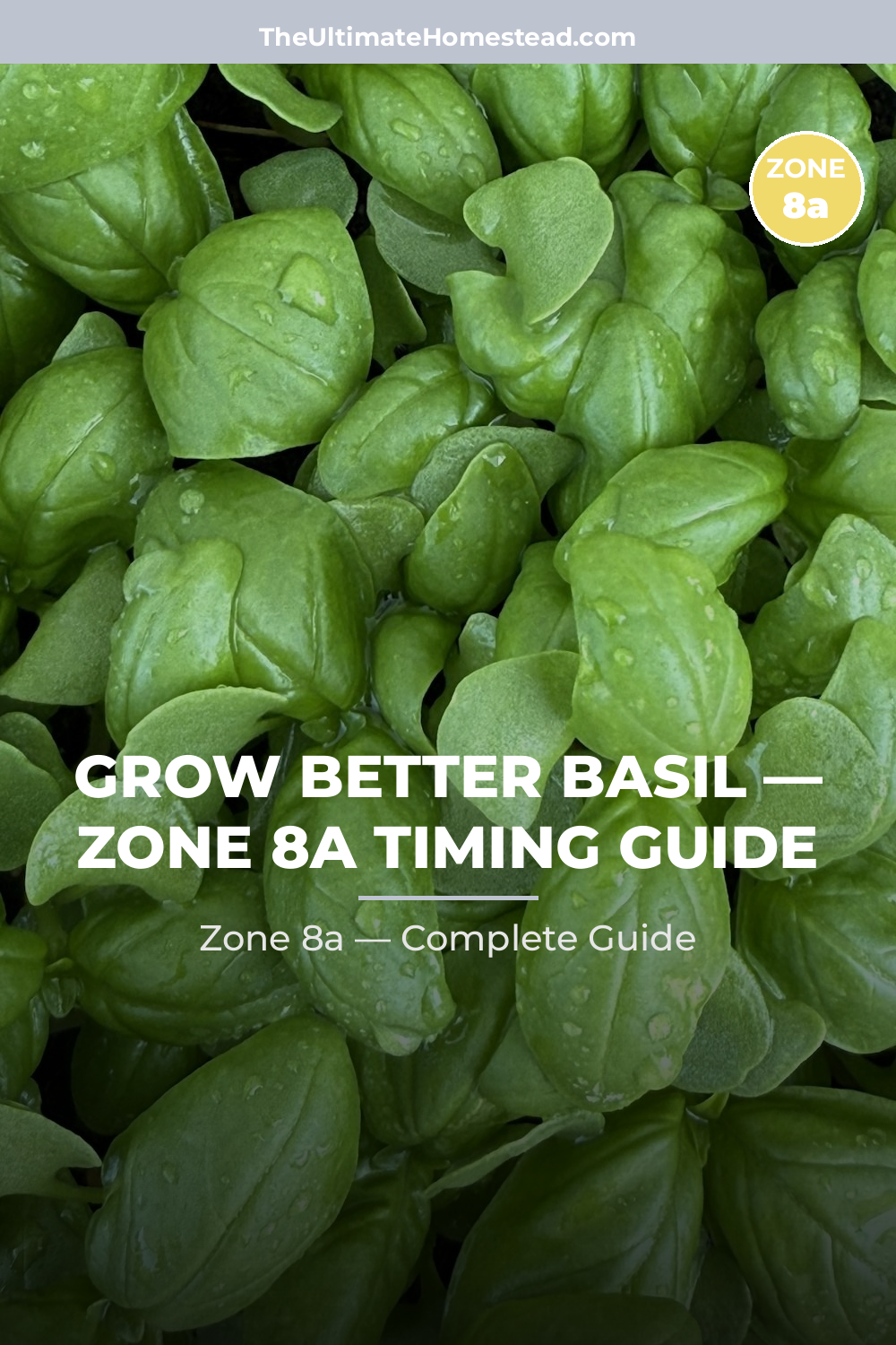 When to Plant Basil in Zone 8a