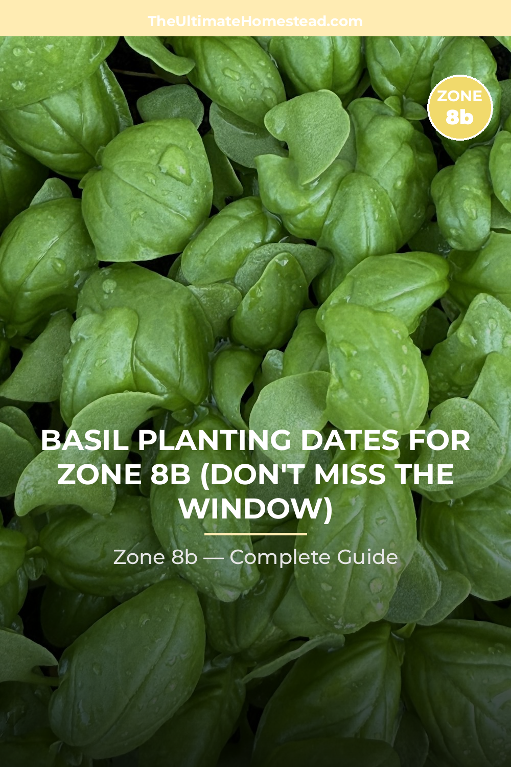 When to Plant Basil in Zone 8b