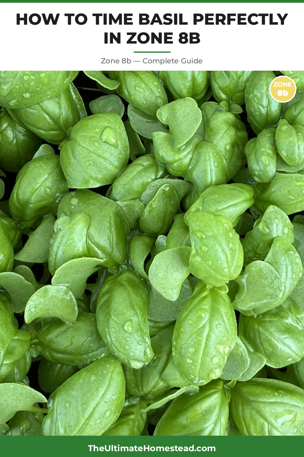 When to Plant Basil in Zone 8b