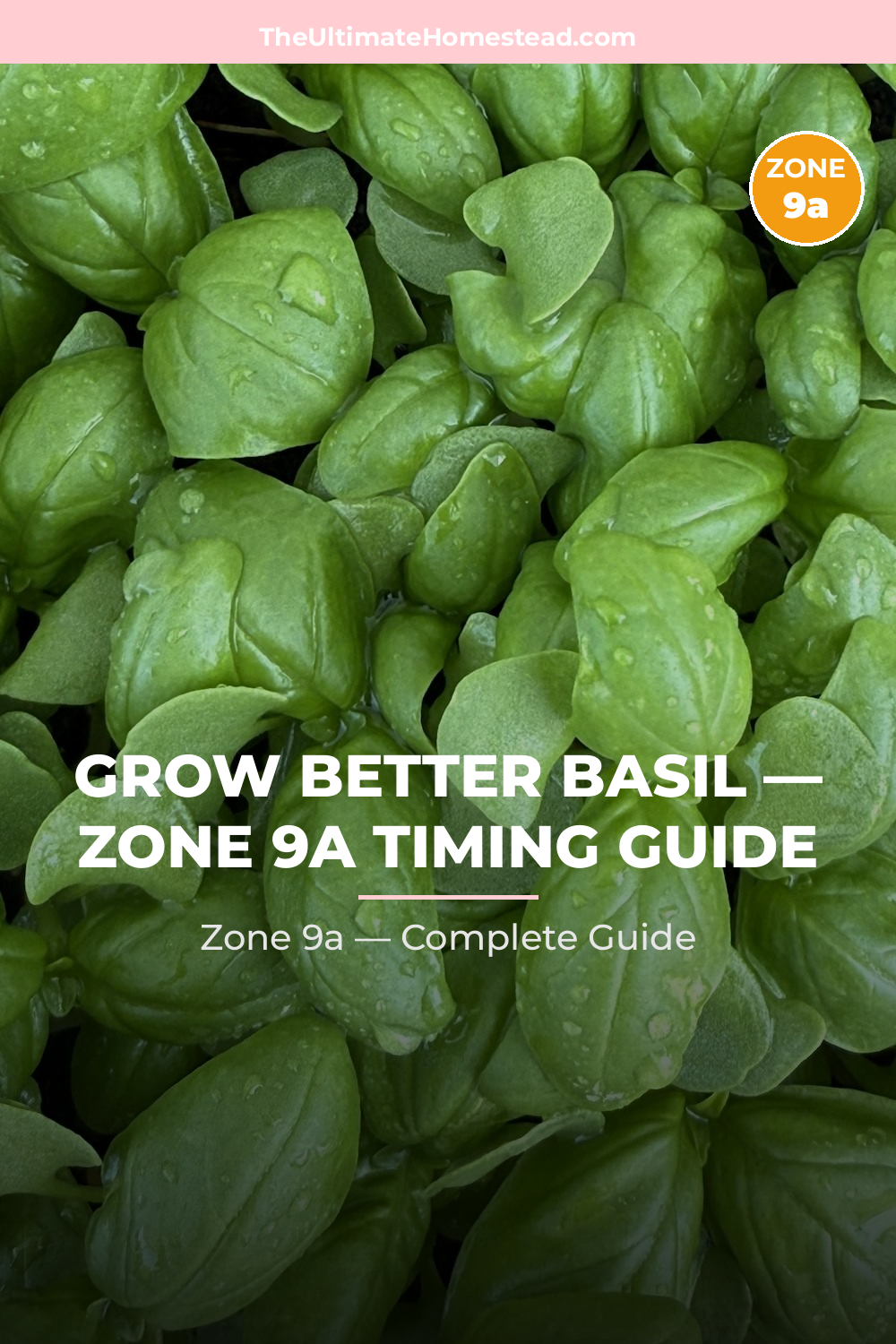 When to Plant Basil in Zone 9a