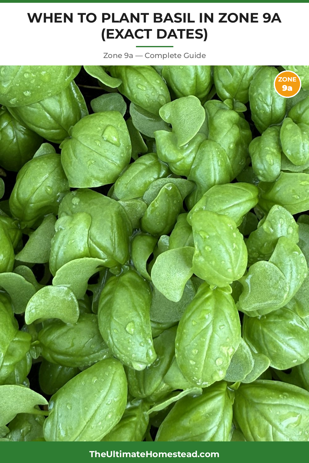When to Plant Basil in Zone 9a