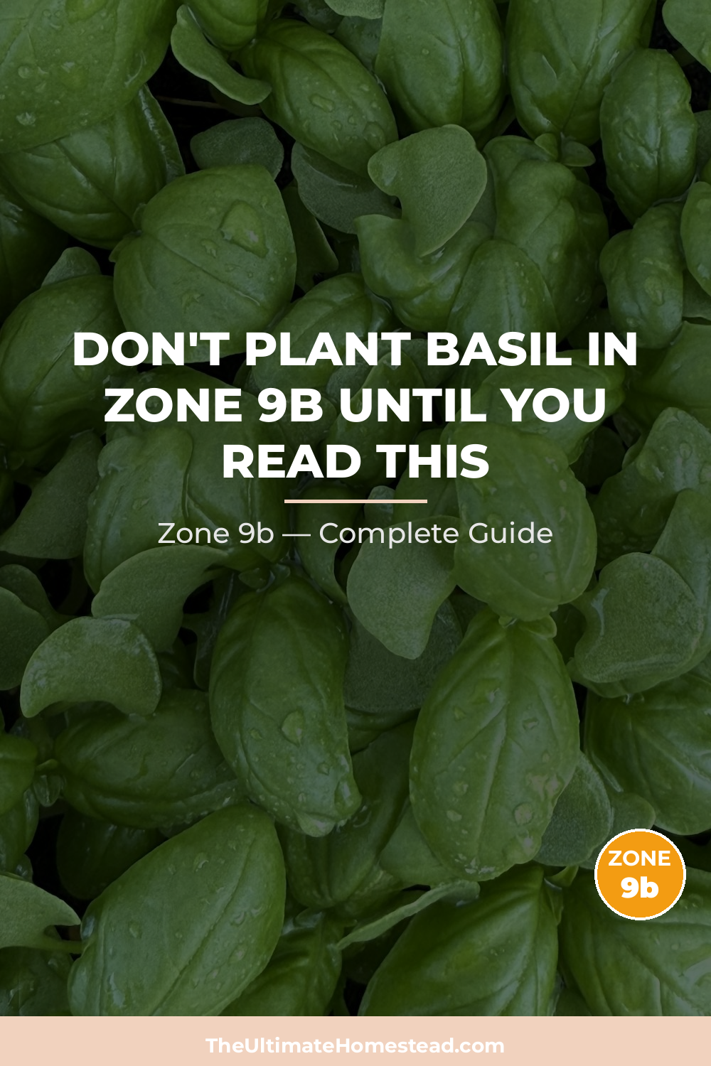 When to Plant Basil in Zone 9b