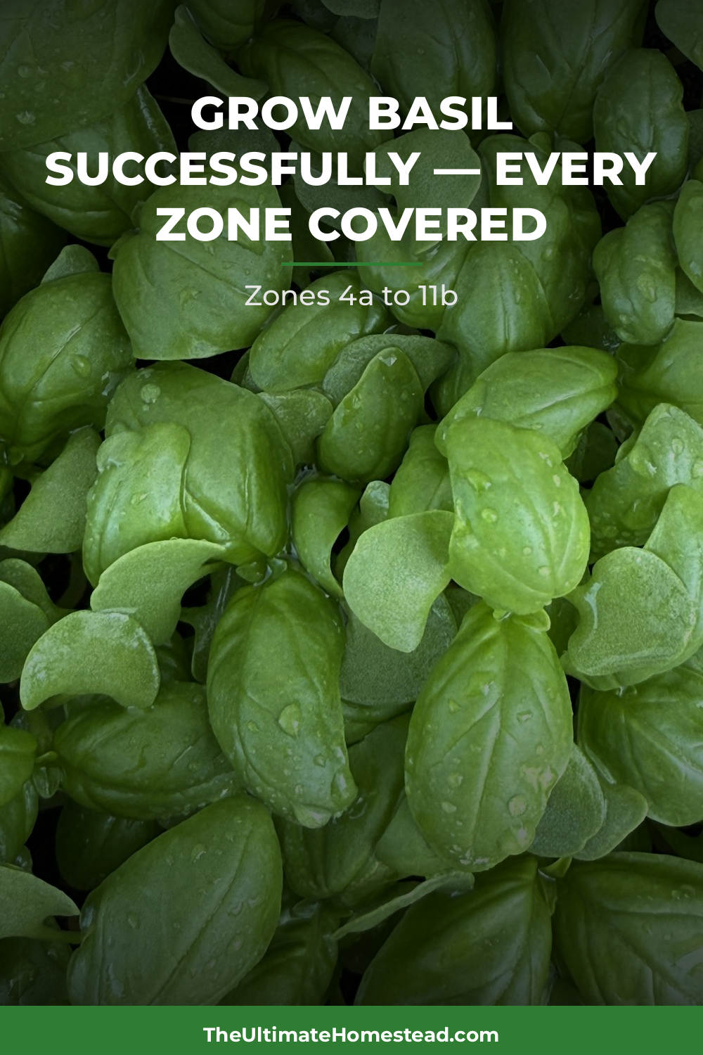 Basil Planting Guide