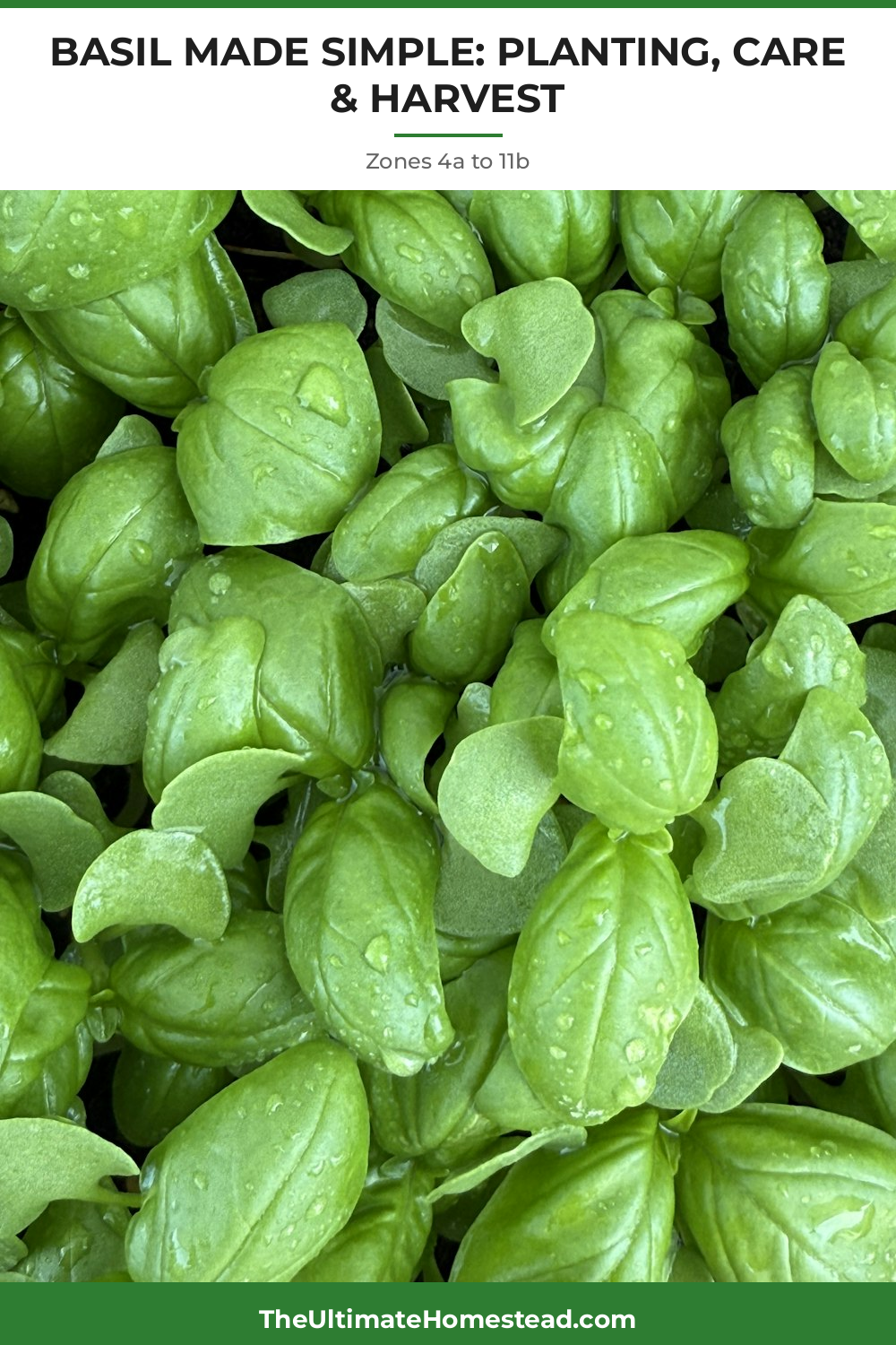 Basil Planting Guide