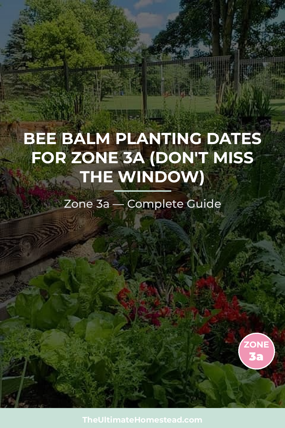 When to Plant Bee Balm in Zone 3a