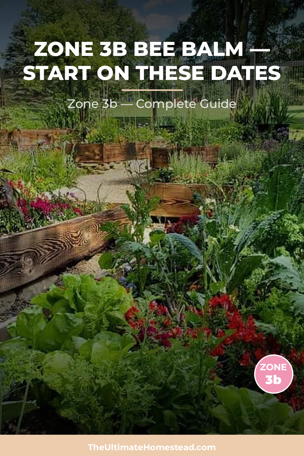 When to Plant Bee Balm in Zone 3b