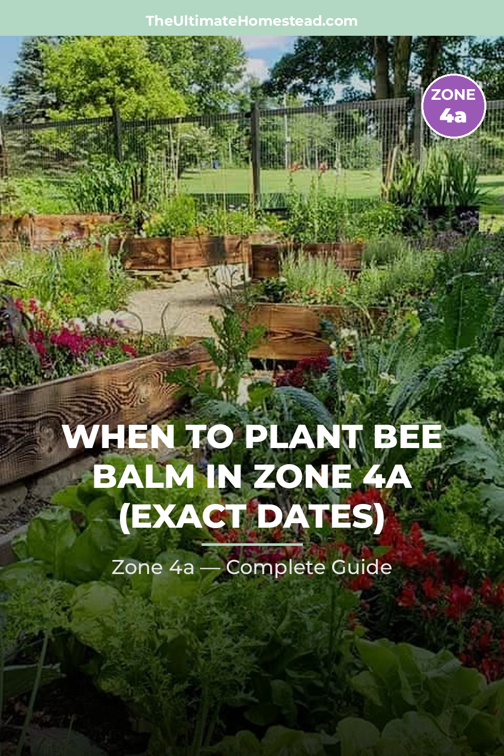 When to Plant Bee Balm in Zone 4a
