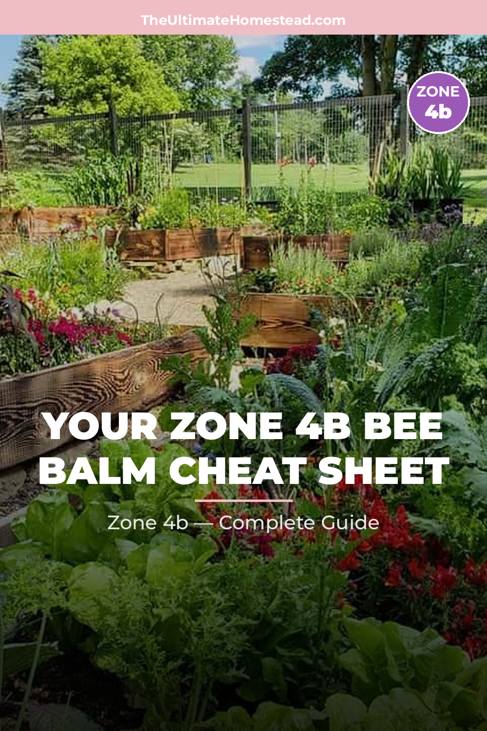 When to Plant Bee Balm in Zone 4b