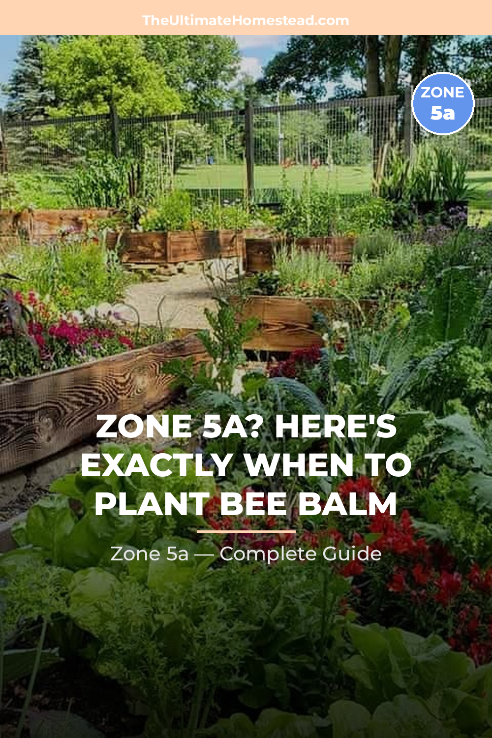 When to Plant Bee Balm in Zone 5a