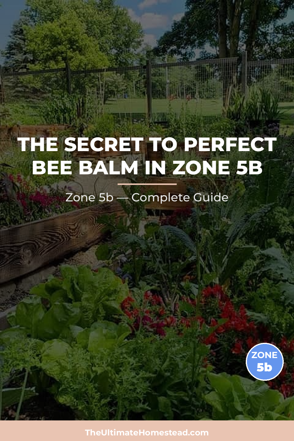 When to Plant Bee Balm in Zone 5b