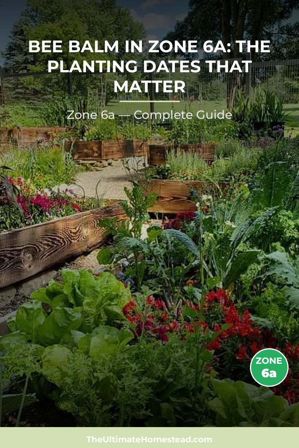 When to Plant Bee Balm in Zone 6a