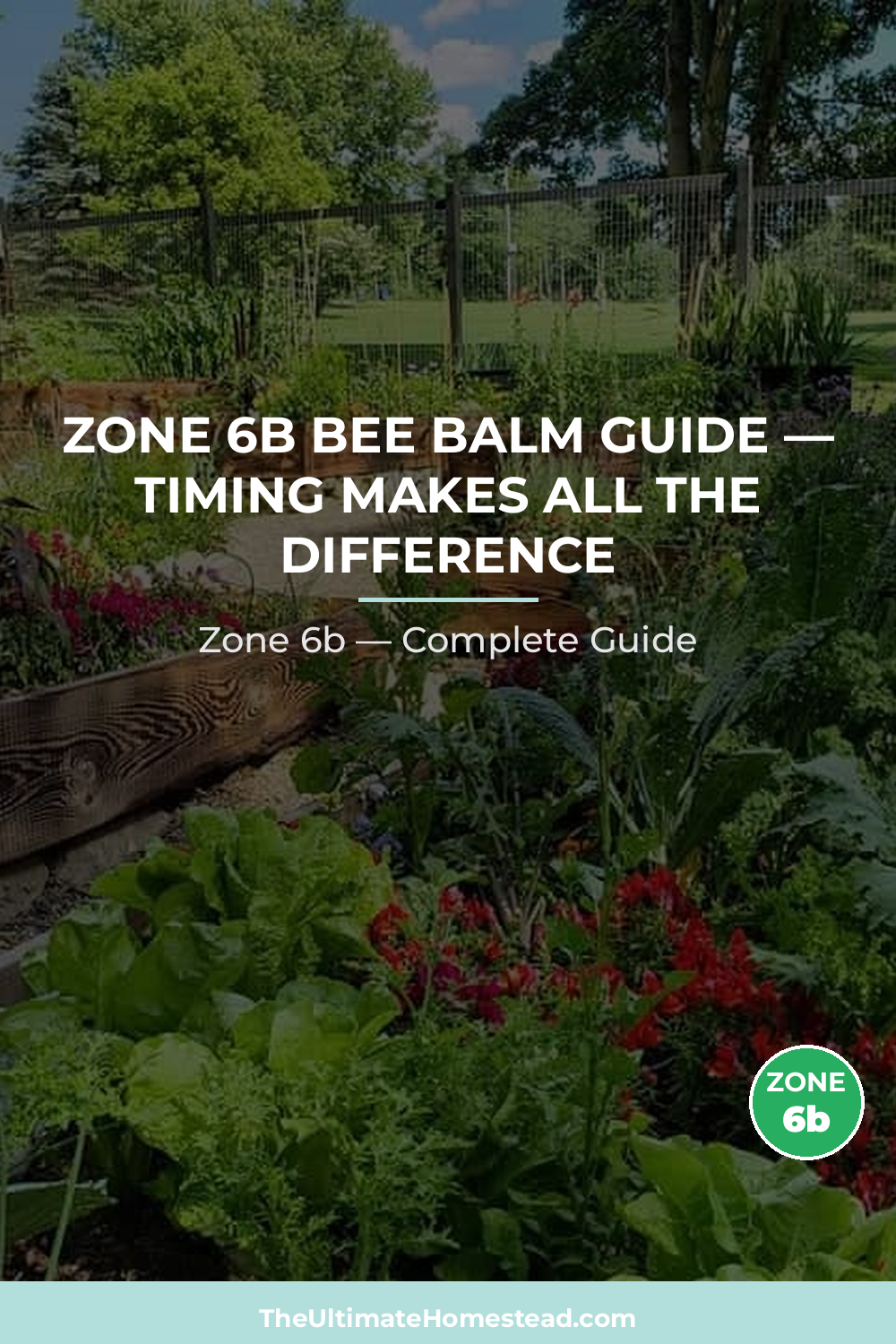 When to Plant Bee Balm in Zone 6b
