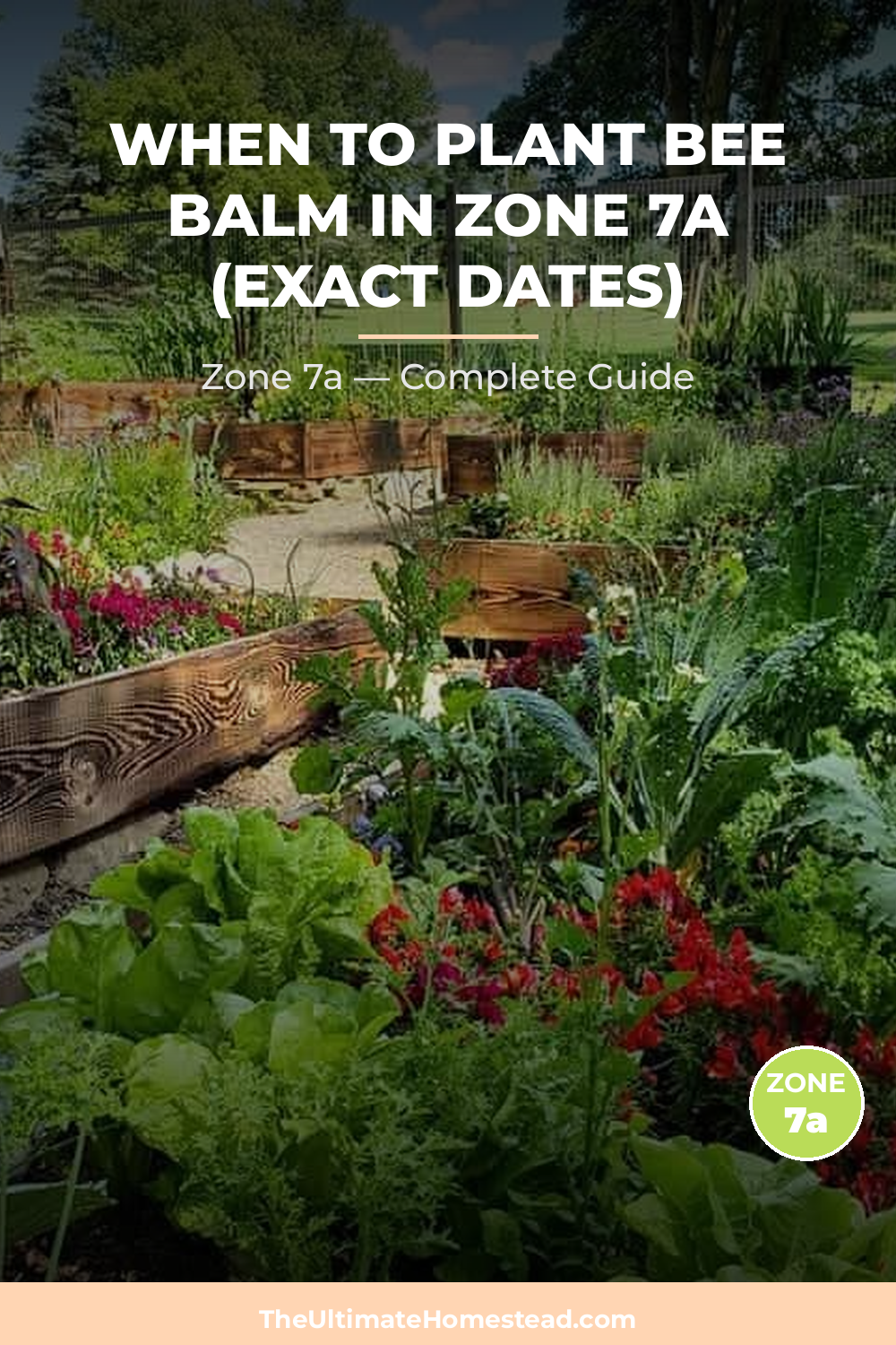 When to Plant Bee Balm in Zone 7a