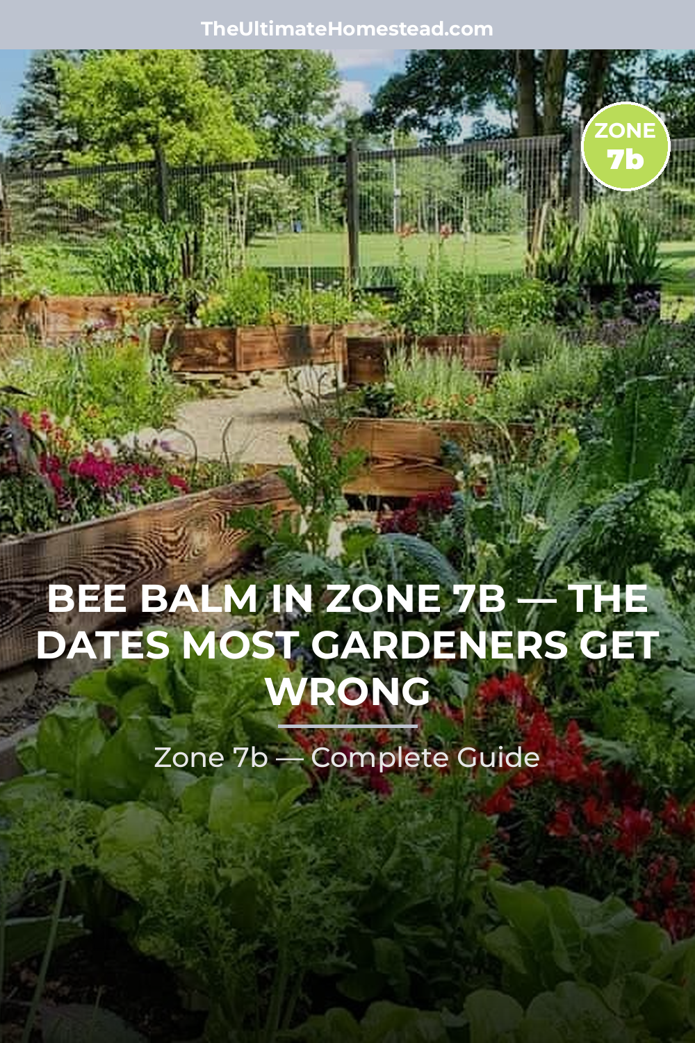 When to Plant Bee Balm in Zone 7b