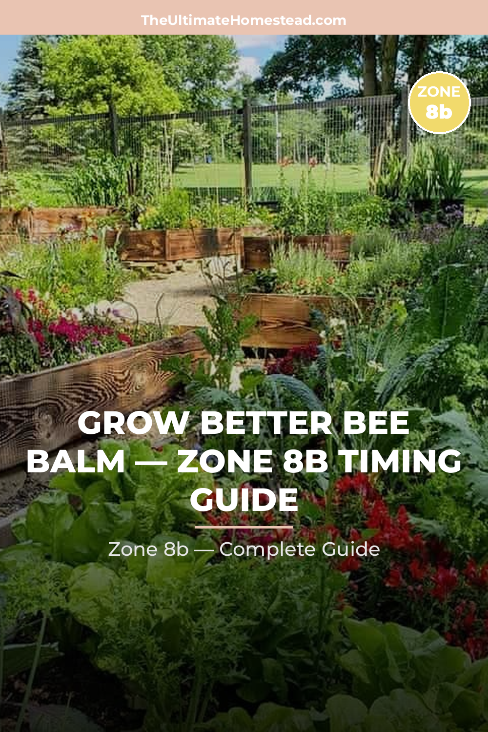 When to Plant Bee Balm in Zone 8b