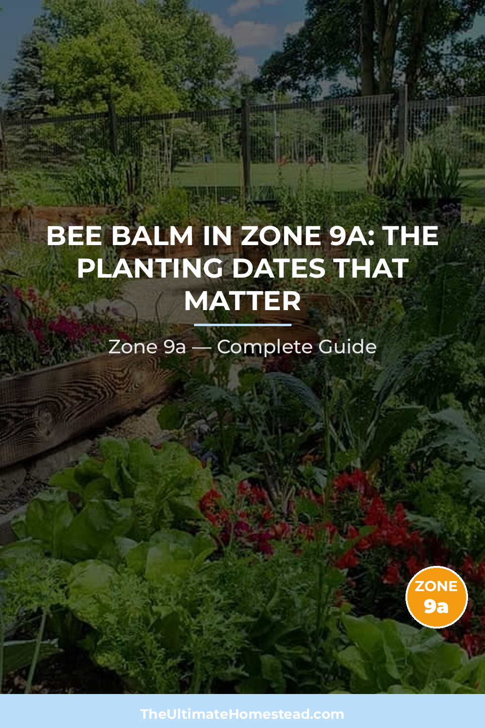 When to Plant Bee Balm in Zone 9a