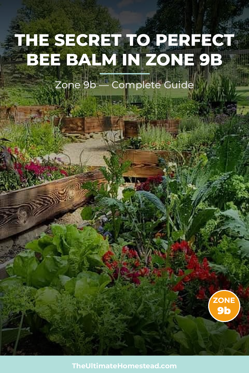 When to Plant Bee Balm in Zone 9b