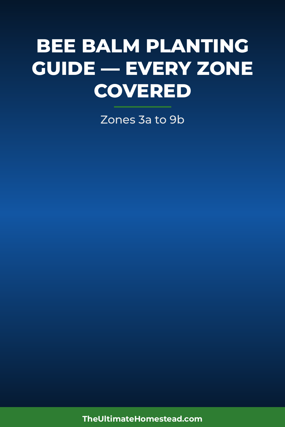 Bee Balm Planting Guide