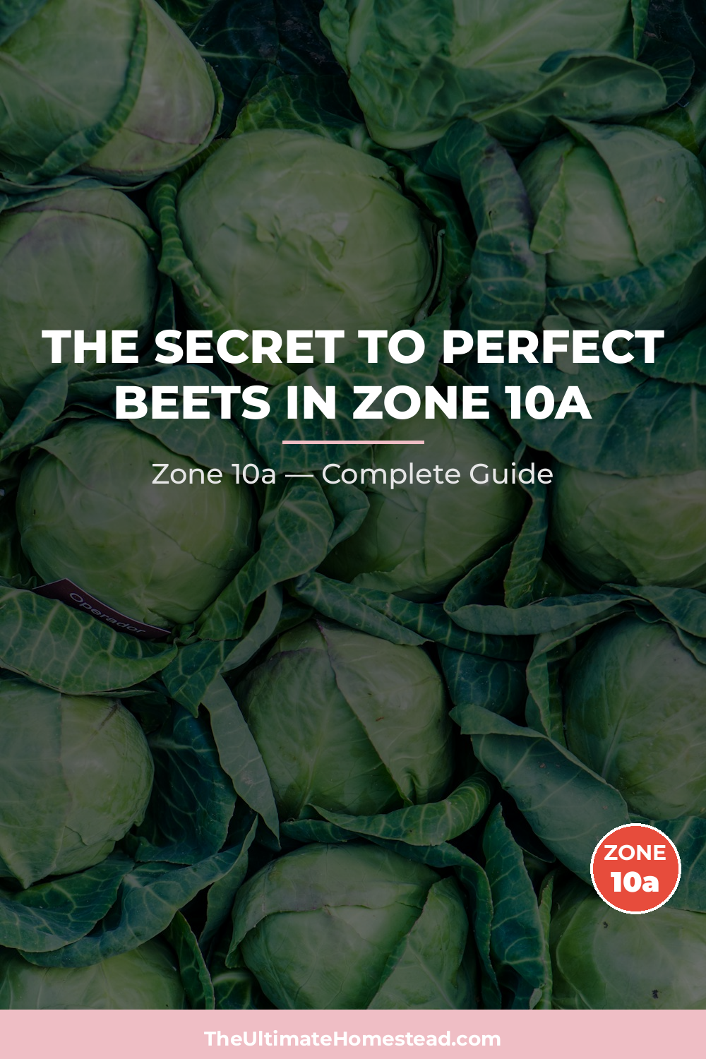 When to Plant Beets in Zone 10a