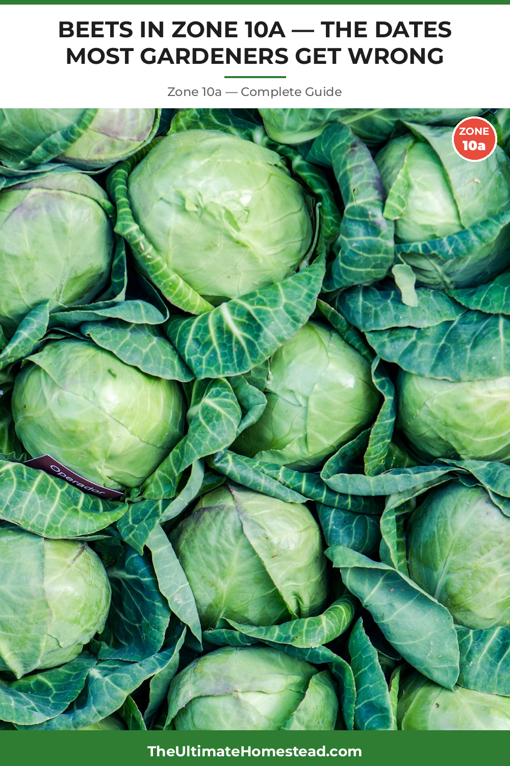 When to Plant Beets in Zone 10a