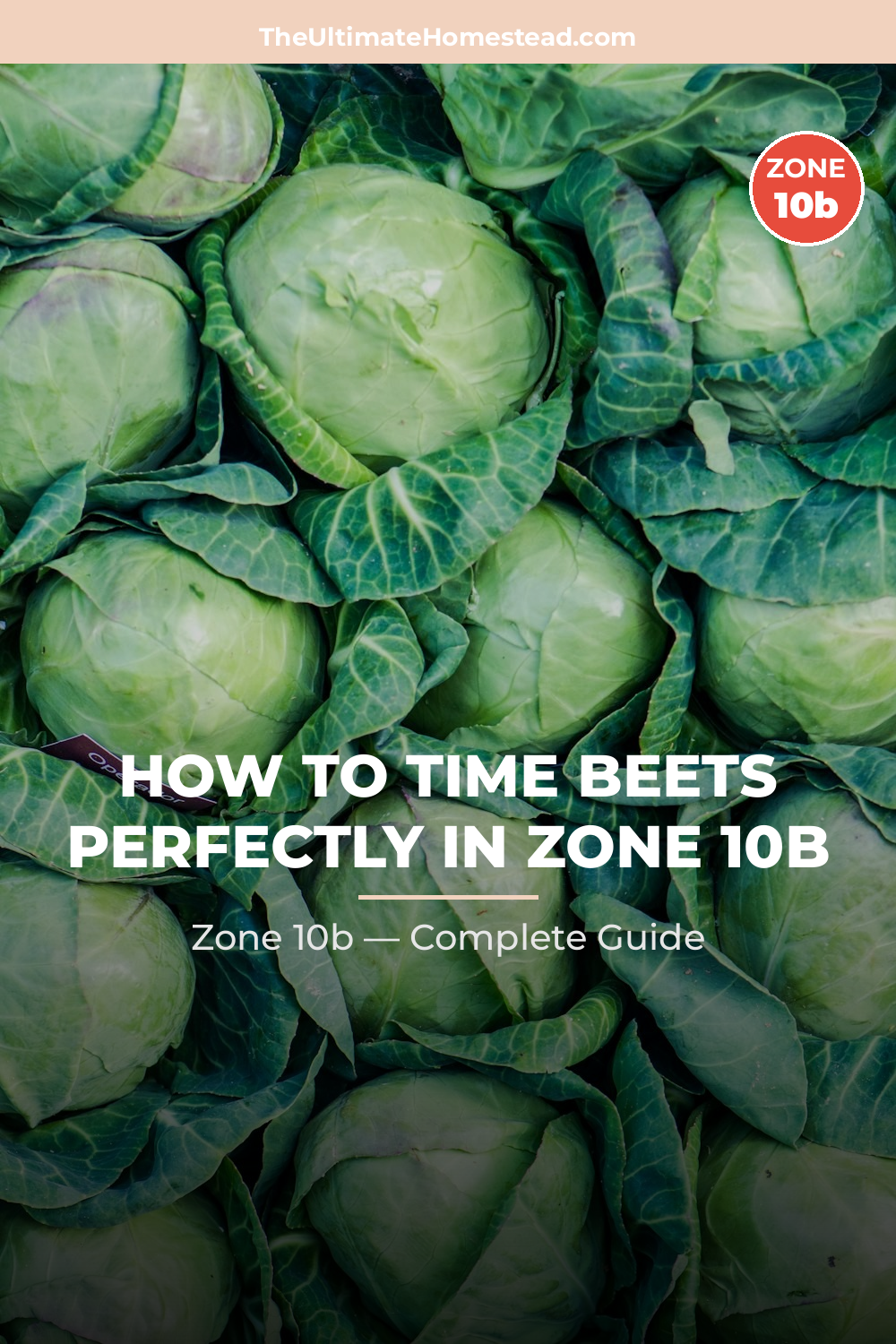 When to Plant Beets in Zone 10b