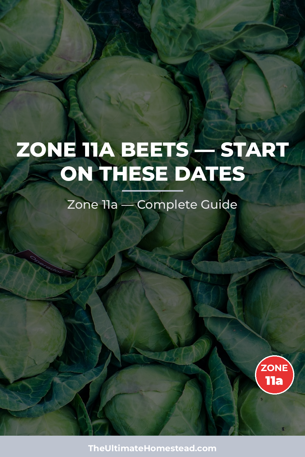 When to Plant Beets in Zone 11a