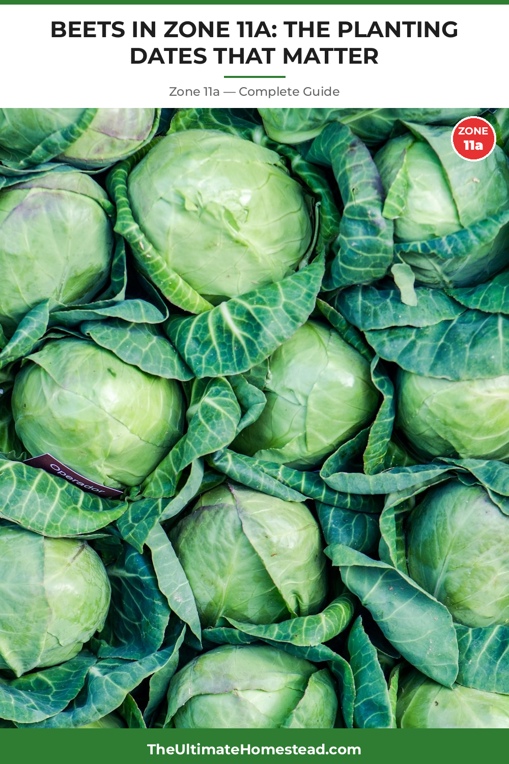 When to Plant Beets in Zone 11a