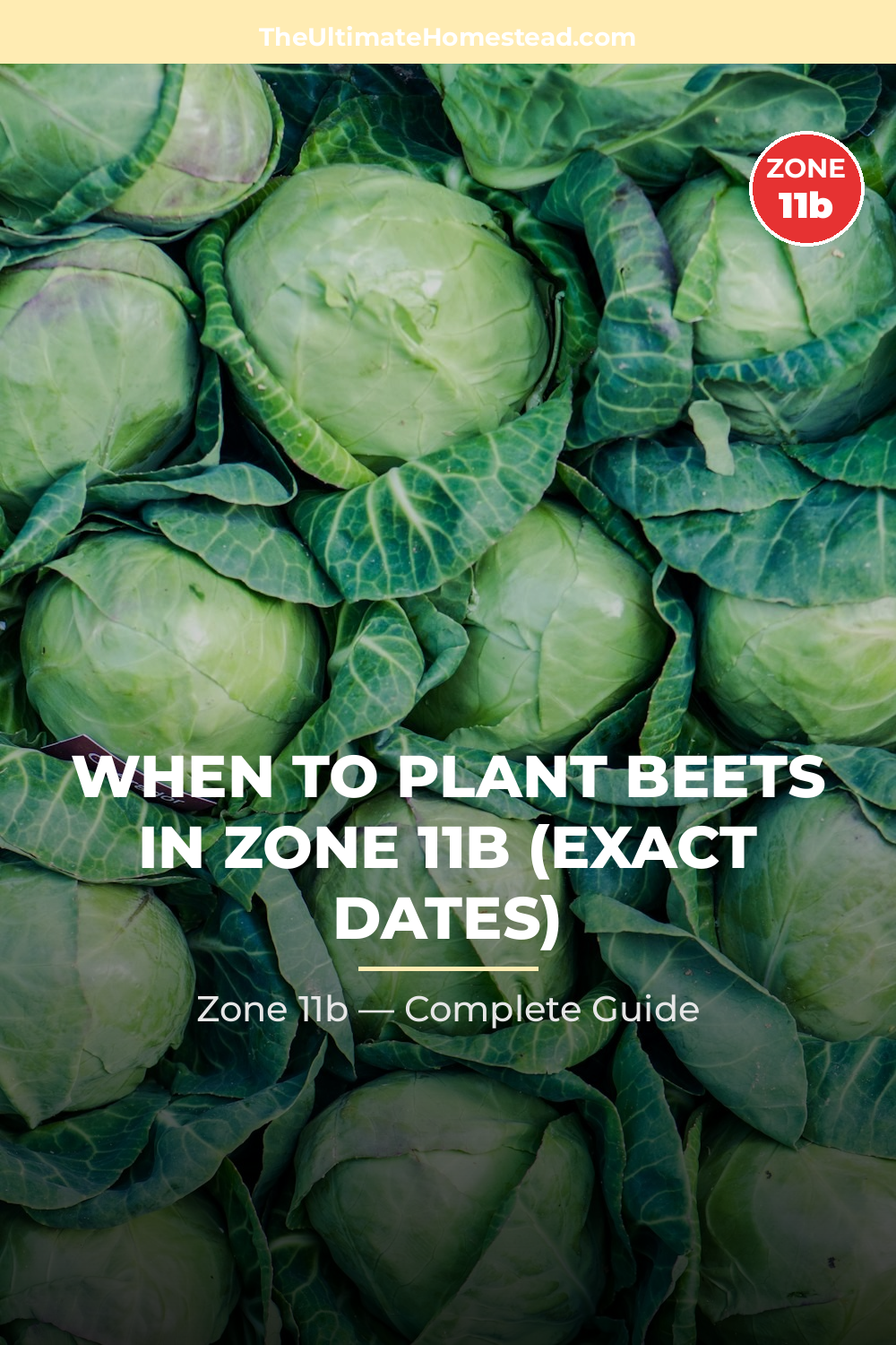 When to Plant Beets in Zone 11b