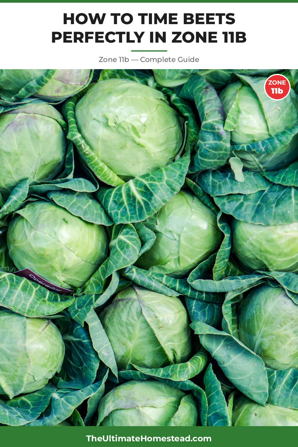 When to Plant Beets in Zone 11b