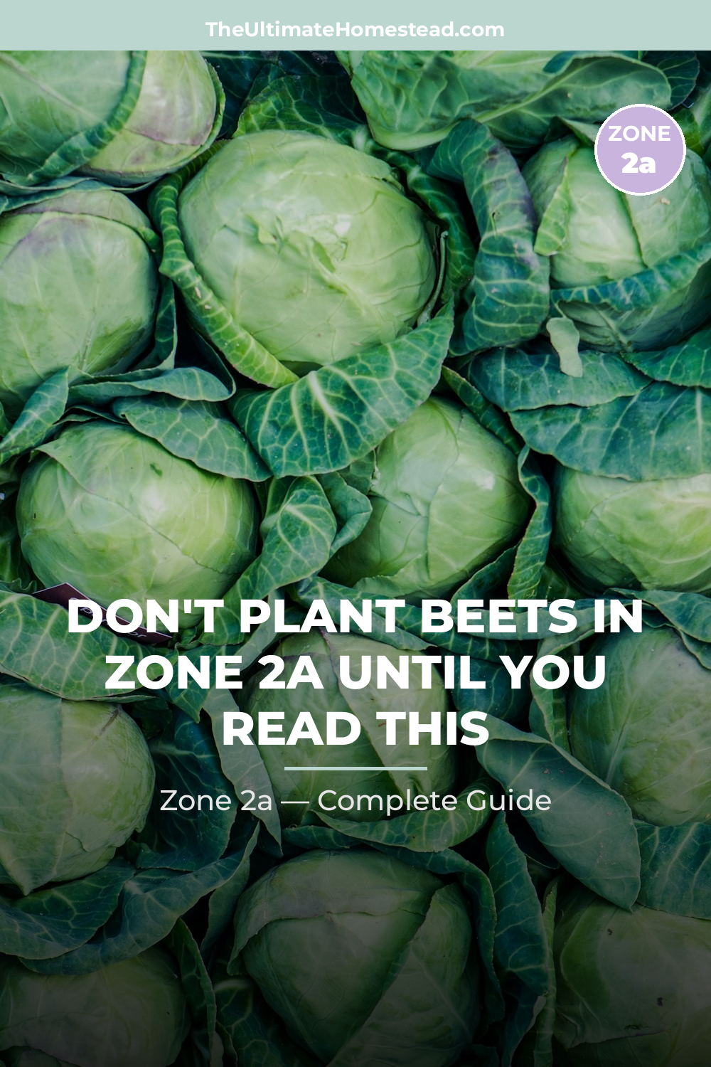 When to Plant Beets in Zone 2a