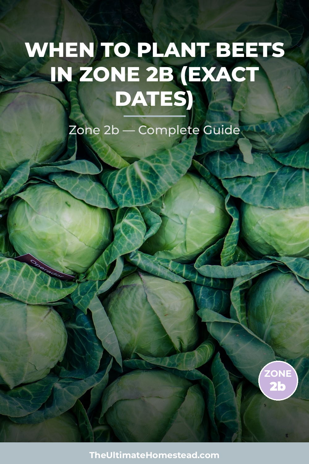 When to Plant Beets in Zone 2b