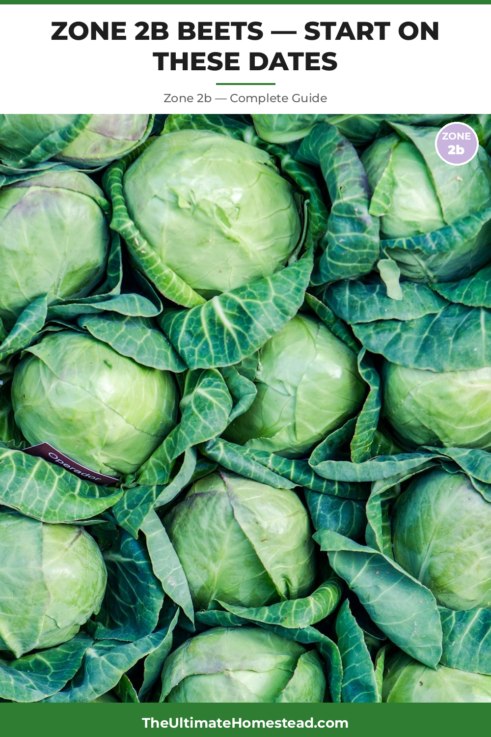 When to Plant Beets in Zone 2b