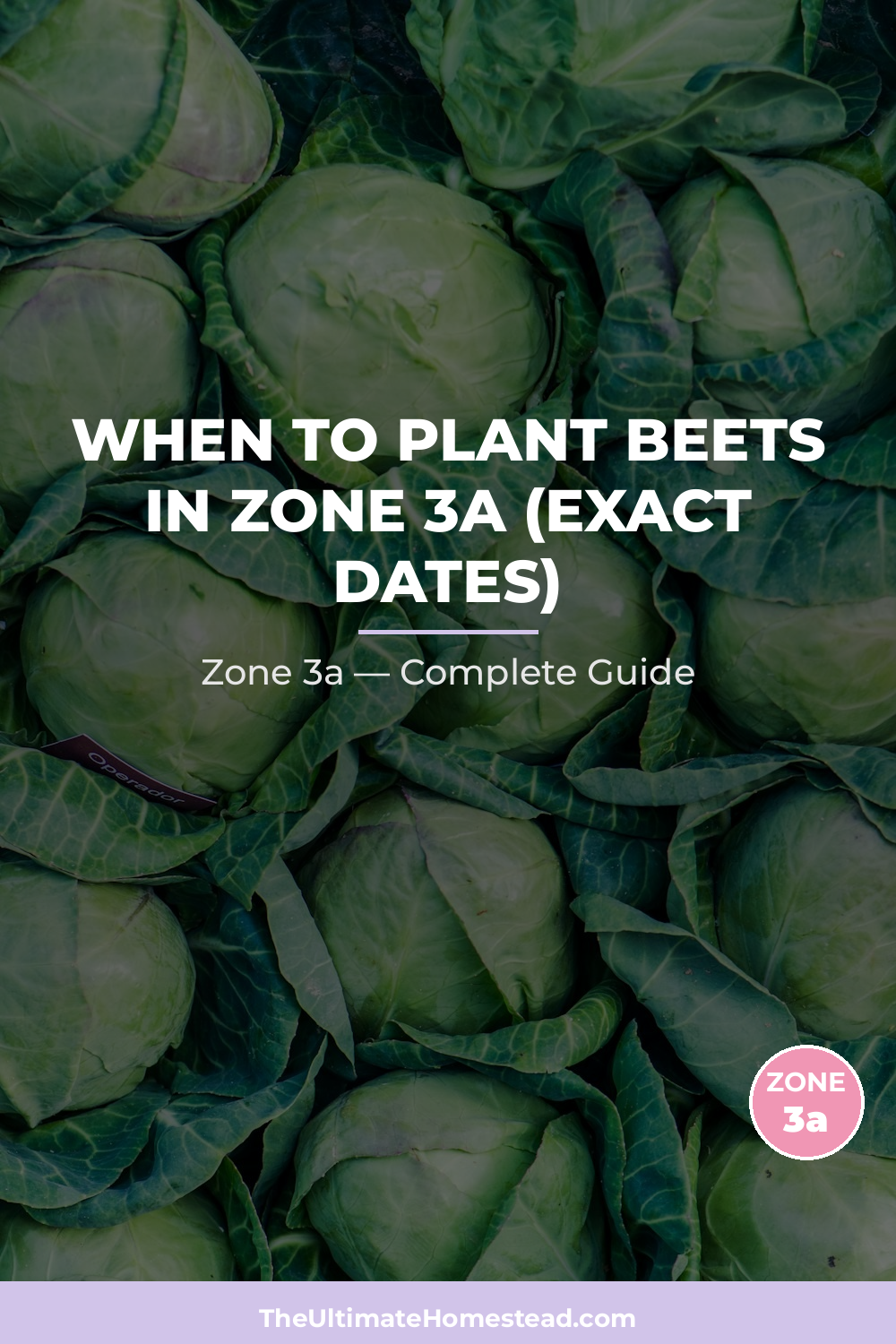 When to Plant Beets in Zone 3a