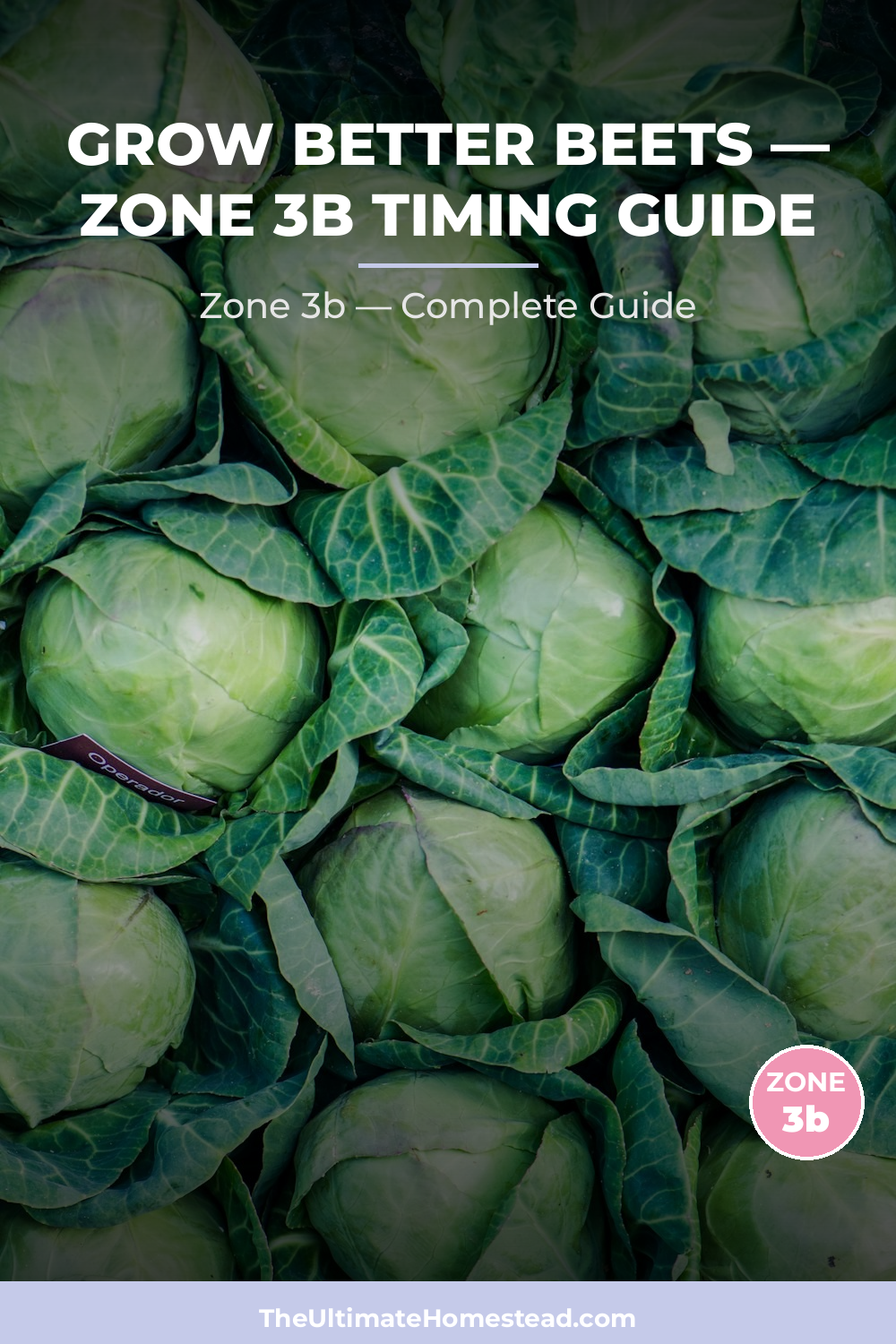 When to Plant Beets in Zone 3b