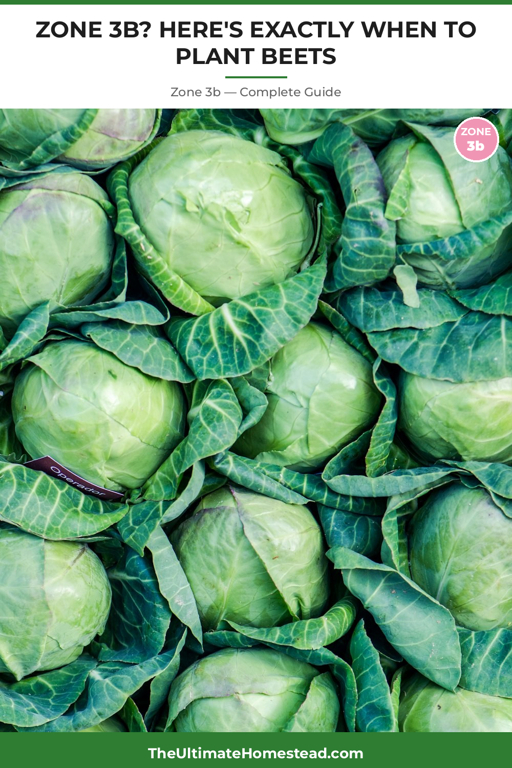 When to Plant Beets in Zone 3b