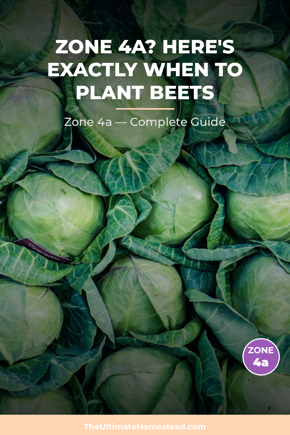 When to Plant Beets in Zone 4a