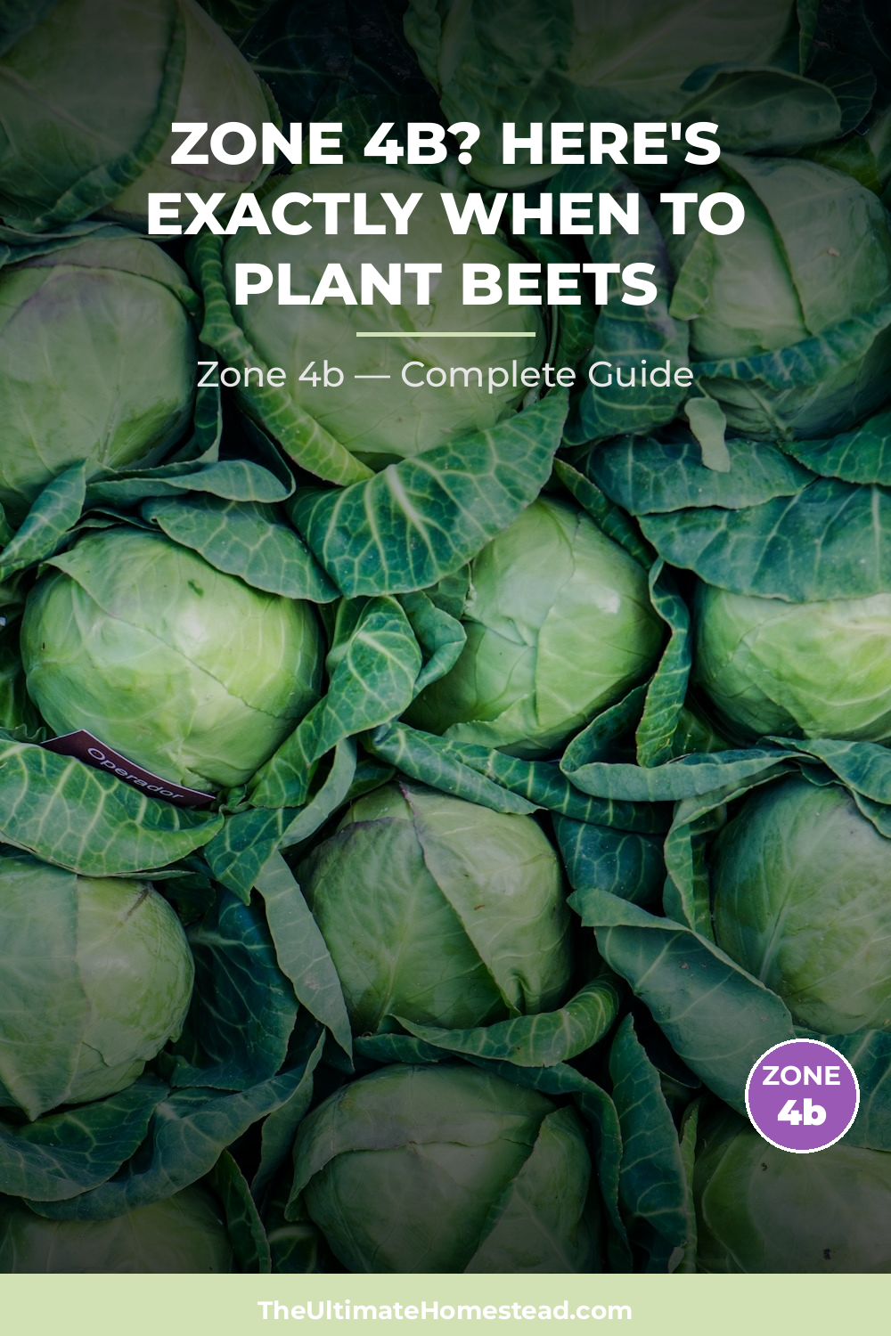 When to Plant Beets in Zone 4b