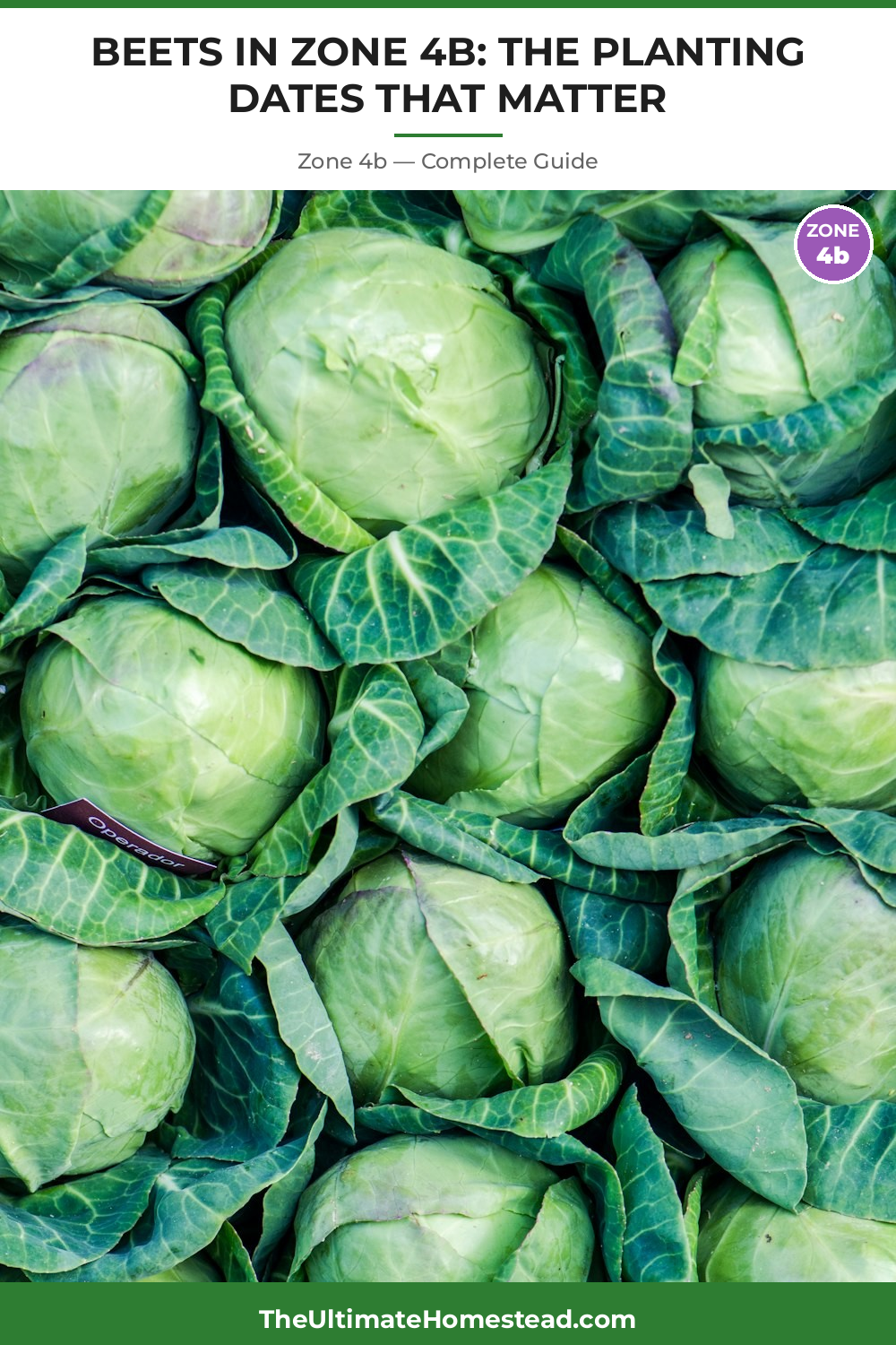 When to Plant Beets in Zone 4b