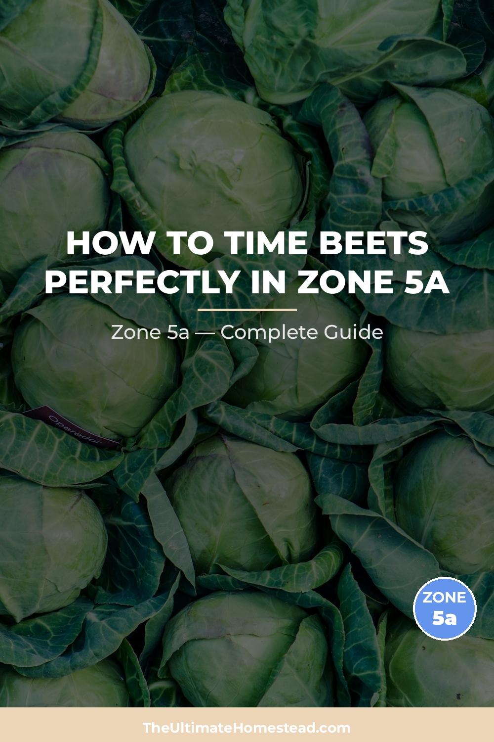 When to Plant Beets in Zone 5a
