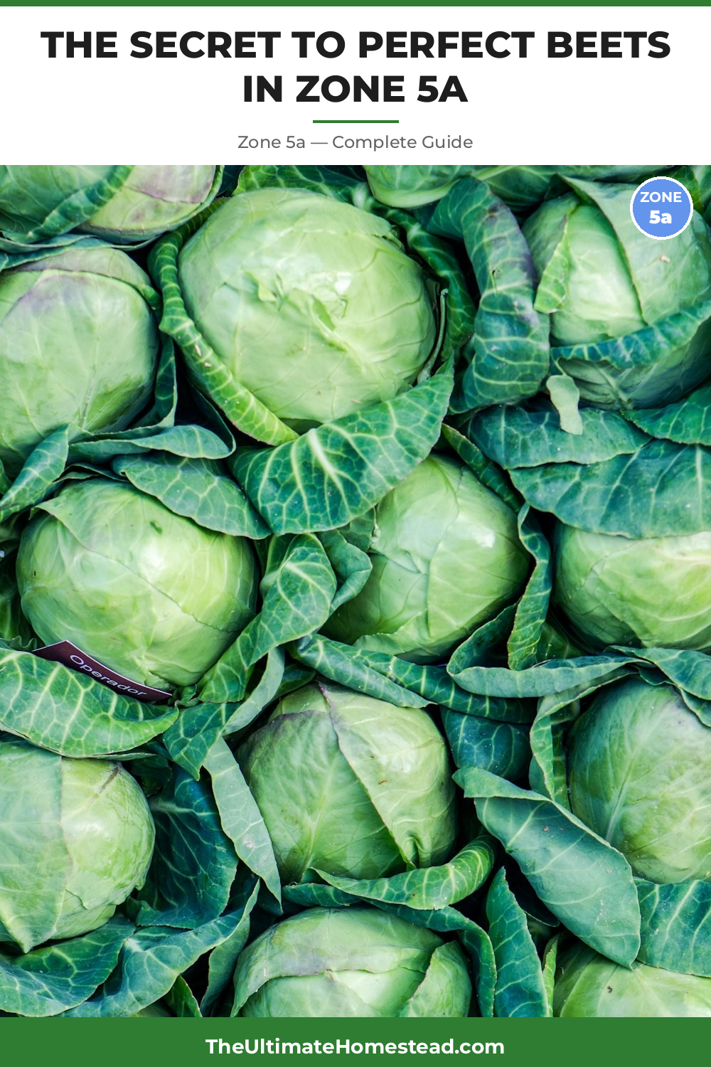 When to Plant Beets in Zone 5a