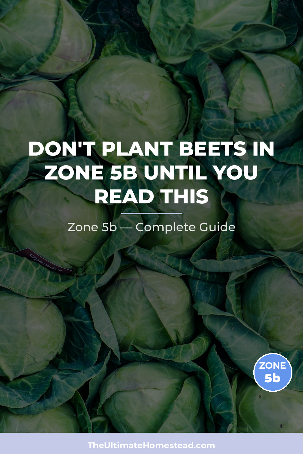 When to Plant Beets in Zone 5b