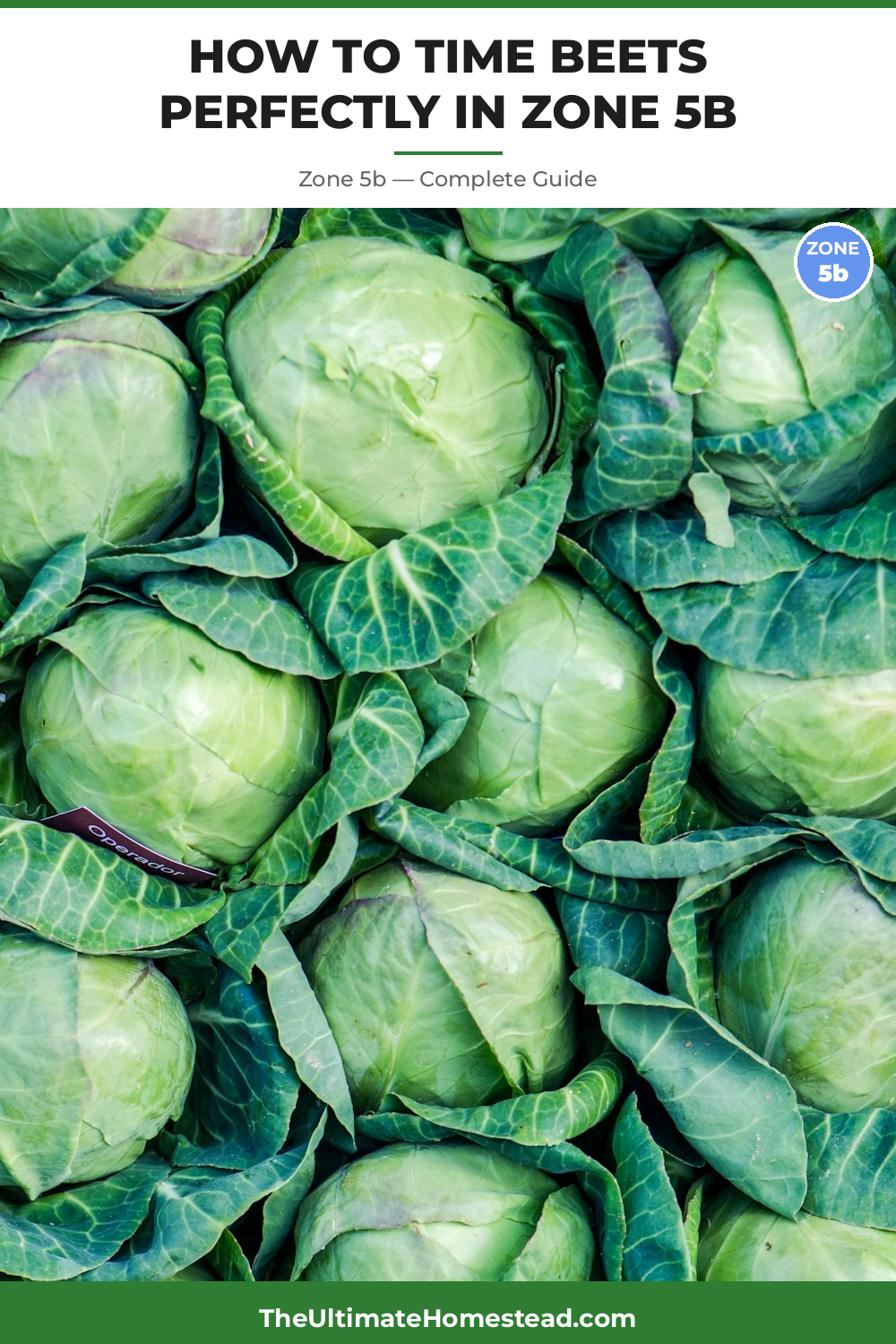 When to Plant Beets in Zone 5b