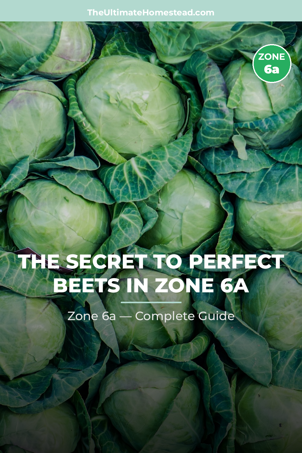 When to Plant Beets in Zone 6a