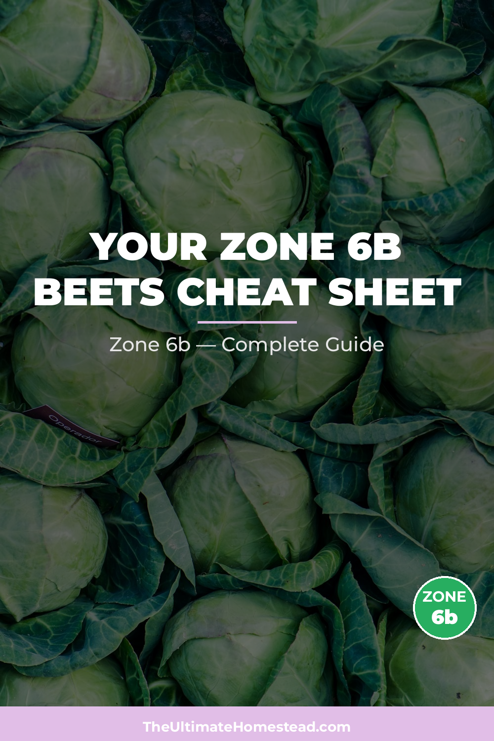 When to Plant Beets in Zone 6b