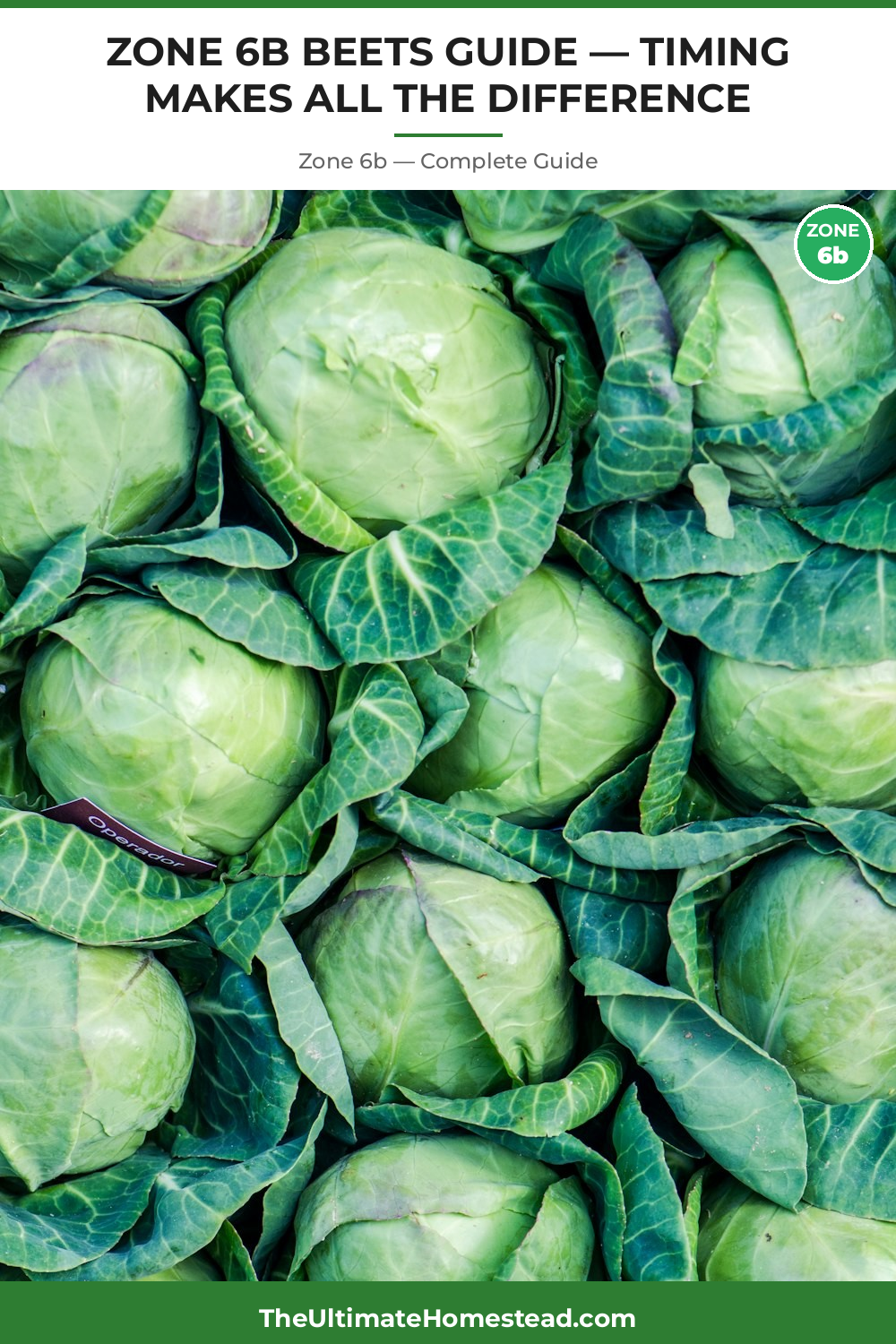 When to Plant Beets in Zone 6b