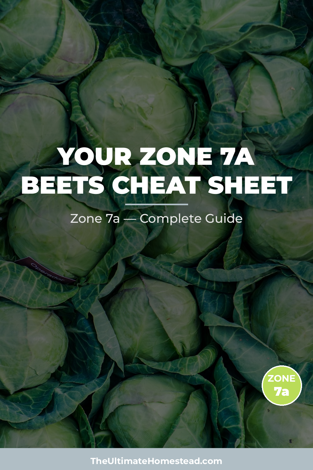 When to Plant Beets in Zone 7a