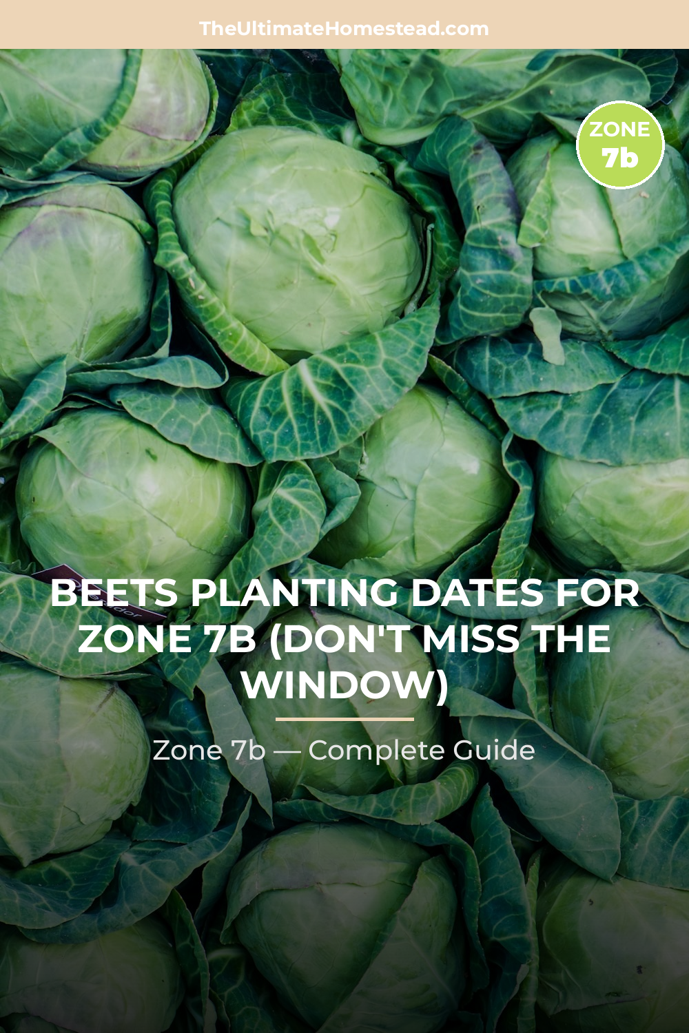 When to Plant Beets in Zone 7b