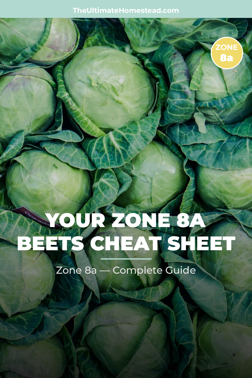 When to Plant Beets in Zone 8a