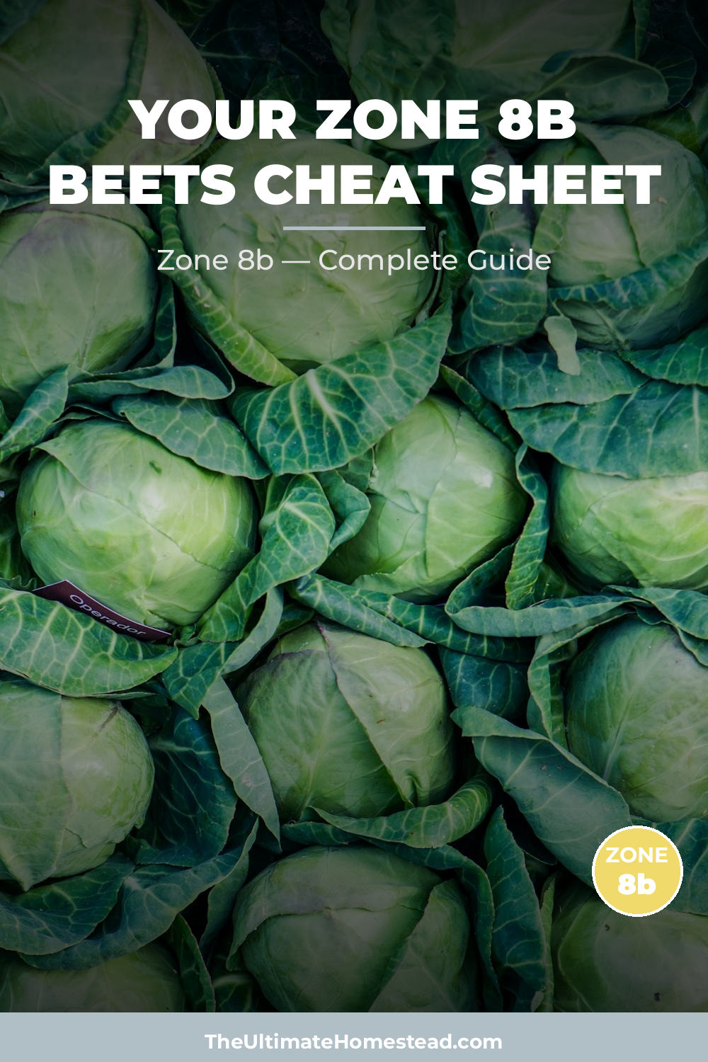 When to Plant Beets in Zone 8b